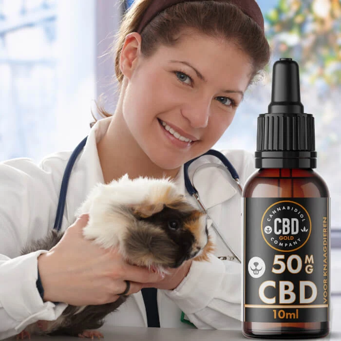 Gezonde cavia dankzij CBD olie – natuurlijke hulp bij stress en eetlust