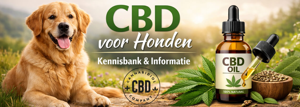 CBD olie hond: waarom steeds meer baasjes hiervoor kiezen CBD olie hond wordt door steeds meer hondeneigenaren gebruikt als natuurlijke ondersteuning voor welzijn, rust en comfort. Het wordt ingezet als aanvulling op reguliere zorg bij stress, spanning, herstel en dagelijkse balans, mits verantwoord en goed gedoseerd. Wil je direct een passende olie kiezen? Bekijk dan […]