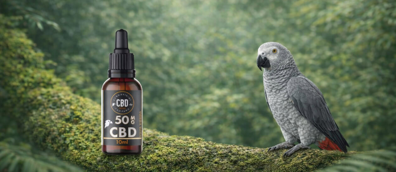 Inhoudsopgave Wat is angst bij grijze roodstaarten? Veelvoorkomende oorzaken van angst Hoe herken je angst bij je papegaai? Waarom CBD olie bij grijze roodstaart angst? Dosering CBD olie bij angstige grijze roodstaarten Hoe geef je CBD aan een angstige papegaai? Is CBD veilig voor deze soort? CBD én aanvullende maatregelen Interne links binnen het vogelcluster […]