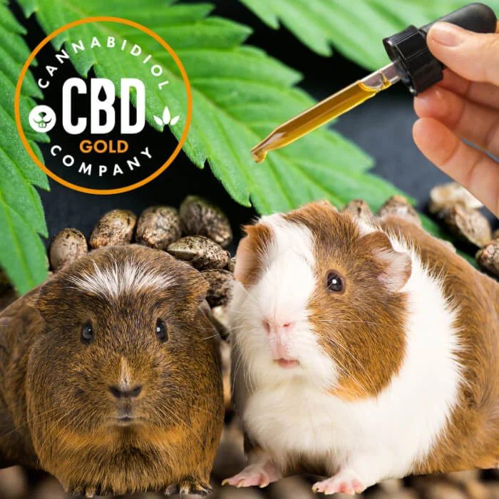 CBD olie voor cavia – veilige, THC-vrije ondersteuning bij stress en spijsvertering